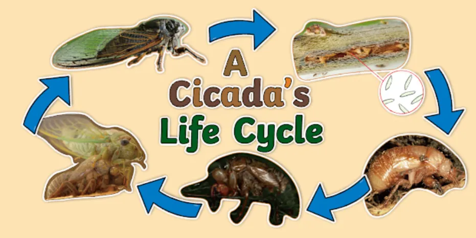 Cicada Bug Life Cycle Complete Guide to Their Sound, Survival, and Unique Journey