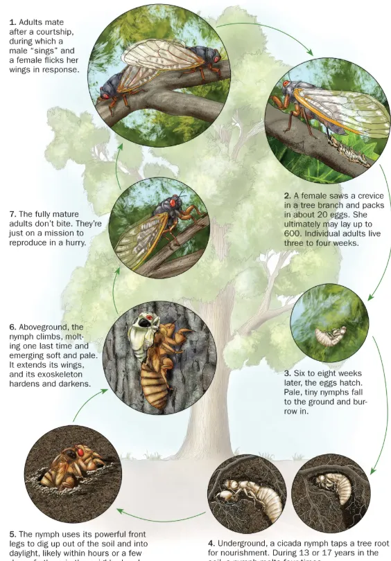 Cicada Bug Life Cycle Complete Guide to Their Sound, Survival, and Unique Journey