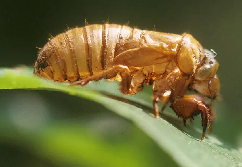 Cicada Bug Life Cycle Complete Guide to Their Sound, Survival, and Unique Journey