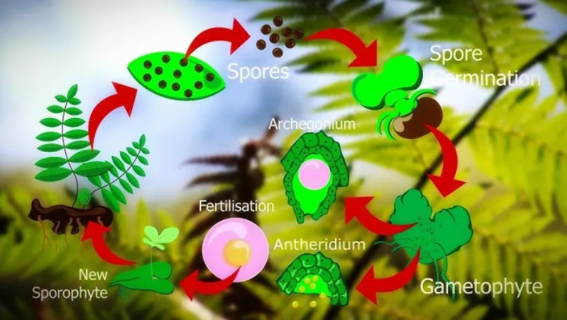 Fern Life Cycle: Evolution, Reproduction, and Their Vital Role in Nature (2026 Guide)