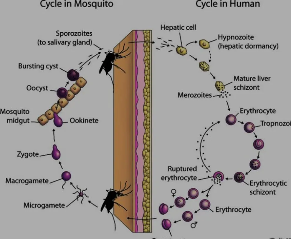 Fern Life Cycle Evolution, Reproduction, and Their Vital Role in Nature (2026 Guide)