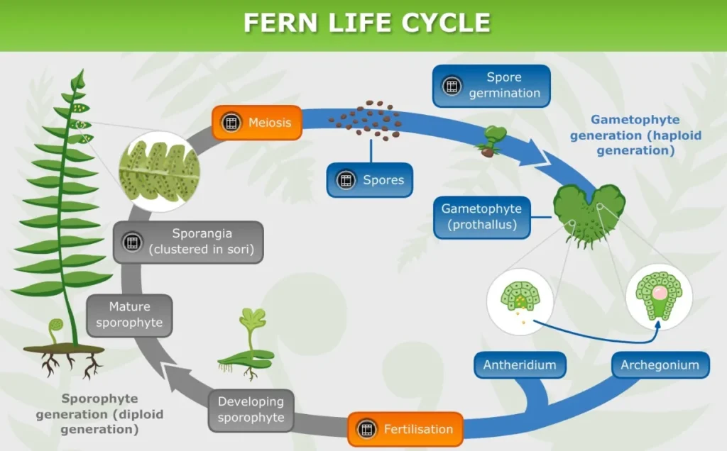 Fern Life Cycle Evolution, Reproduction, and Their Vital Role in Nature (2026 Guide)