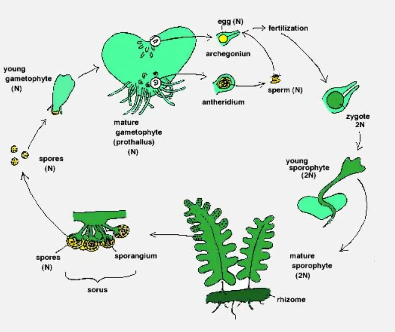 Fern Life Cycle Evolution, Reproduction, and Their Vital Role in Nature (2026 Guide)