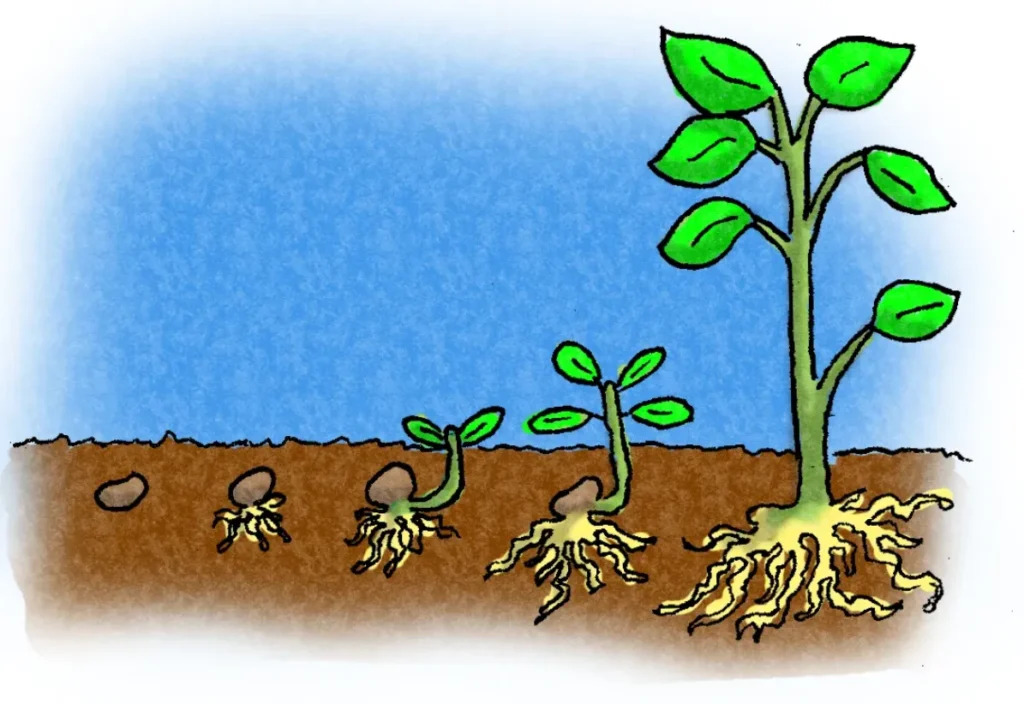 Plant Life Cycle for Kids A Fun and Complete Guide to How Plants Grow