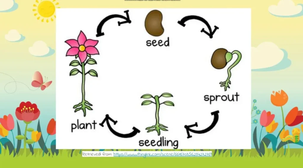 Plant Life Cycle for Kids A Fun and Complete Guide to How Plants Grow
