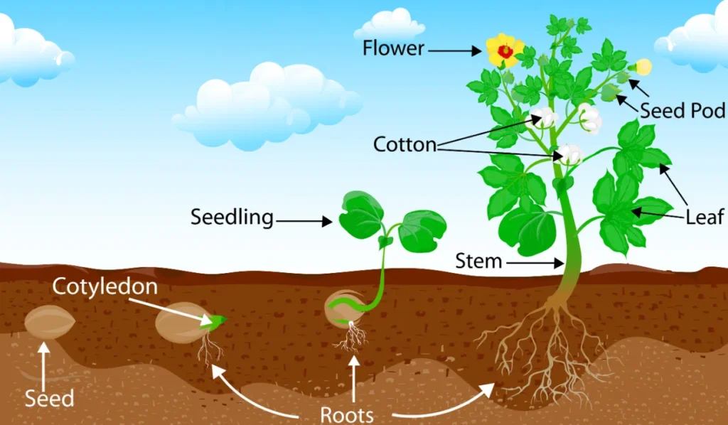 Plant Life Cycle for Kids A Fun and Complete Guide to How Plants Grow