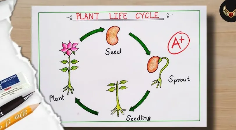 Plant Life Cycle for Kids A Fun and Complete Guide to How Plants Grow