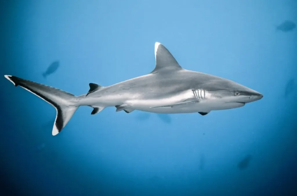 Shark Life Cycle From Ancient Oceans to Modern Survival 