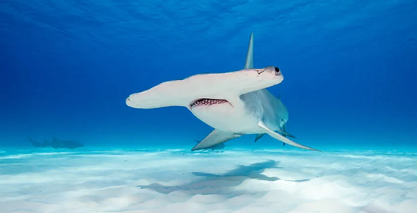 Shark Life Cycle From Ancient Oceans to Modern Survival 