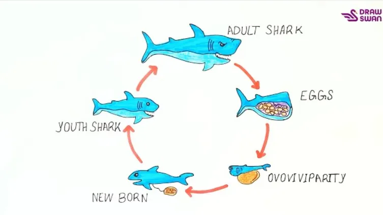 Shark Life Cycle From Ancient Oceans to Modern Survival