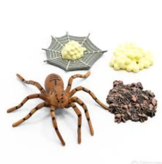 Spider Life Cycle Explained Growth, Survival, and Ecological Importance in 2026