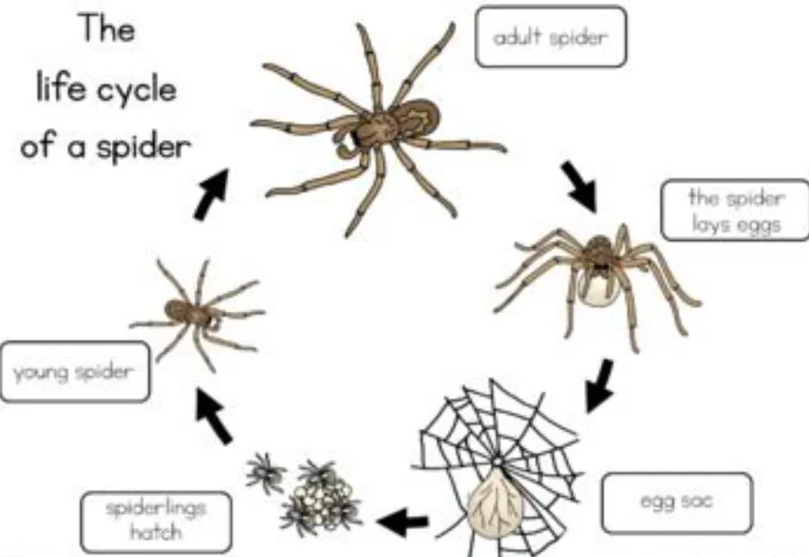 Spider Life Cycle Explained Growth, Survival, and Ecological Importance in 2026