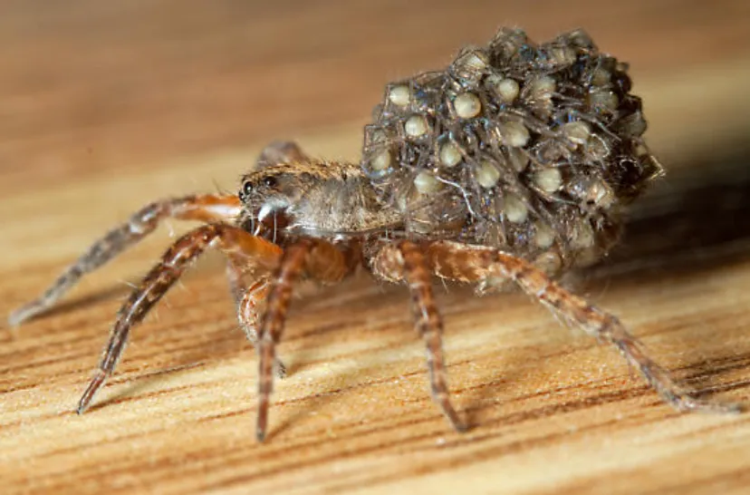 Spider Life Cycle Explained Growth, Survival, and Ecological Importance in 2026