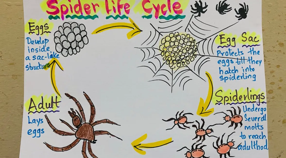 Spider Life Cycle Explained Growth, Survival, and Ecological Importance in 2026