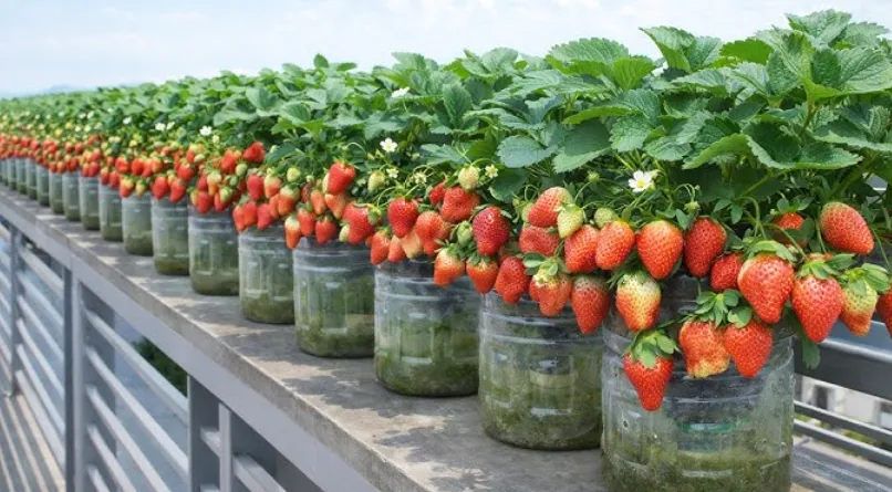 Strawberry Life Cycle Stages, Growth Process, and Survival in Nature Explained