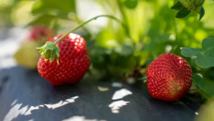Strawberry Life Cycle Stages, Growth Process, and Survival in Nature Explained