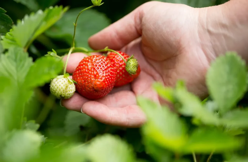 Strawberry Life Cycle Stages, Growth Process, and Survival in Nature Explained