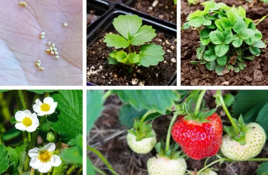 Strawberry Life Cycle Stages, Growth Process, and Survival in Nature Explained
