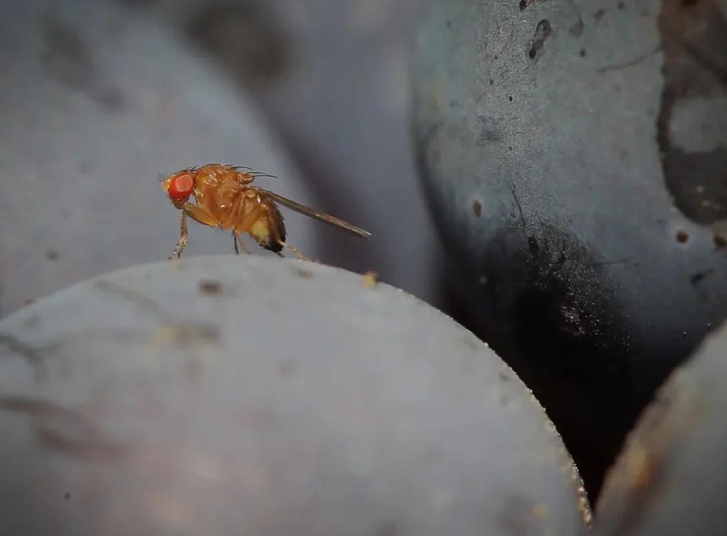 The Complete Guide to the Fruit Fly Life Cycle Evolution, Reproduction, Survival, and Their Role in Nature