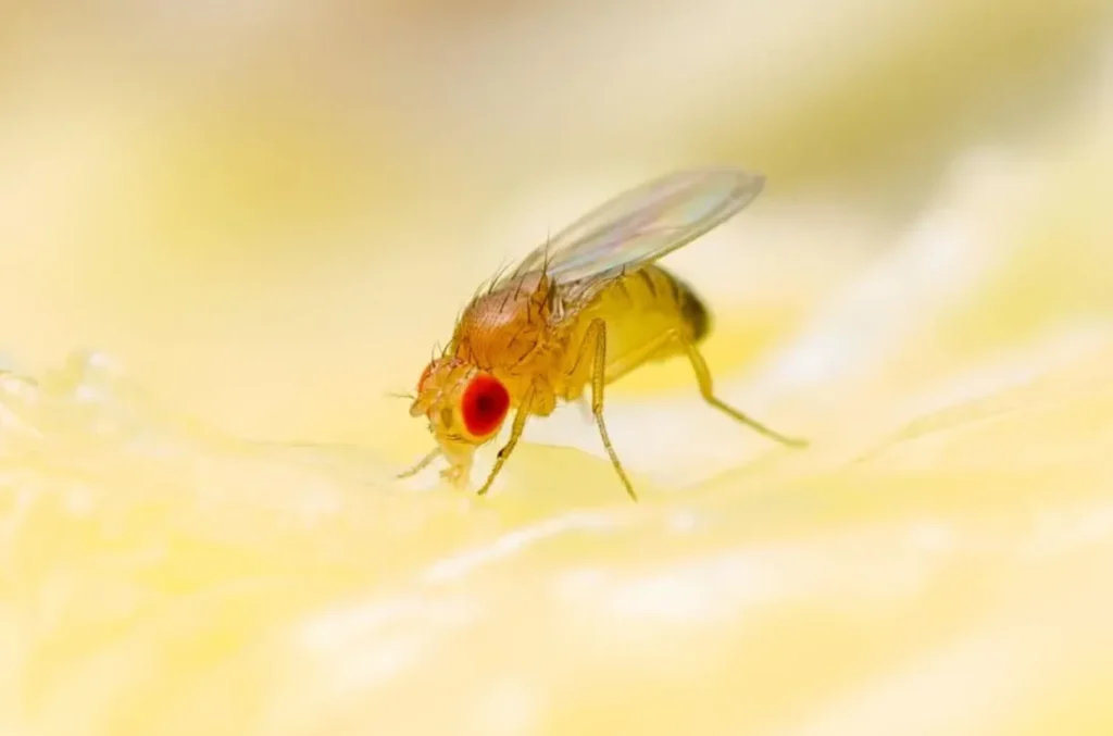 The Complete Guide to the Fruit Fly Life Cycle Evolution, Reproduction, Survival, and Their Role in Nature
