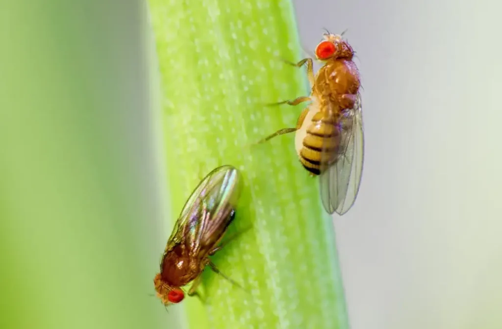 The Complete Guide to the Fruit Fly Life Cycle Evolution, Reproduction, Survival, and Their Role in Nature