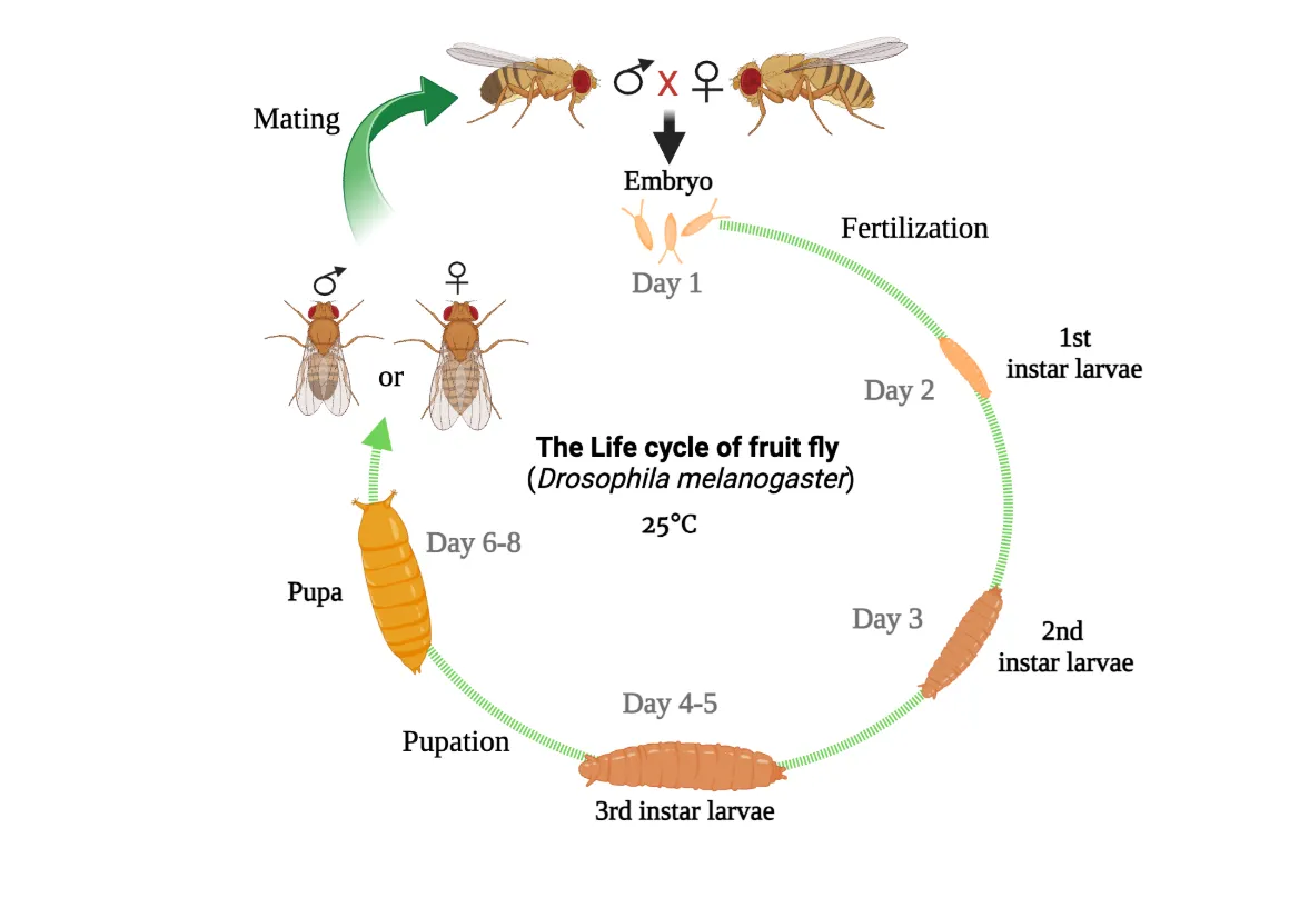 The Complete Guide to the Fruit Fly Life Cycle Evolution, Reproduction, Survival, and Their Role in Nature
