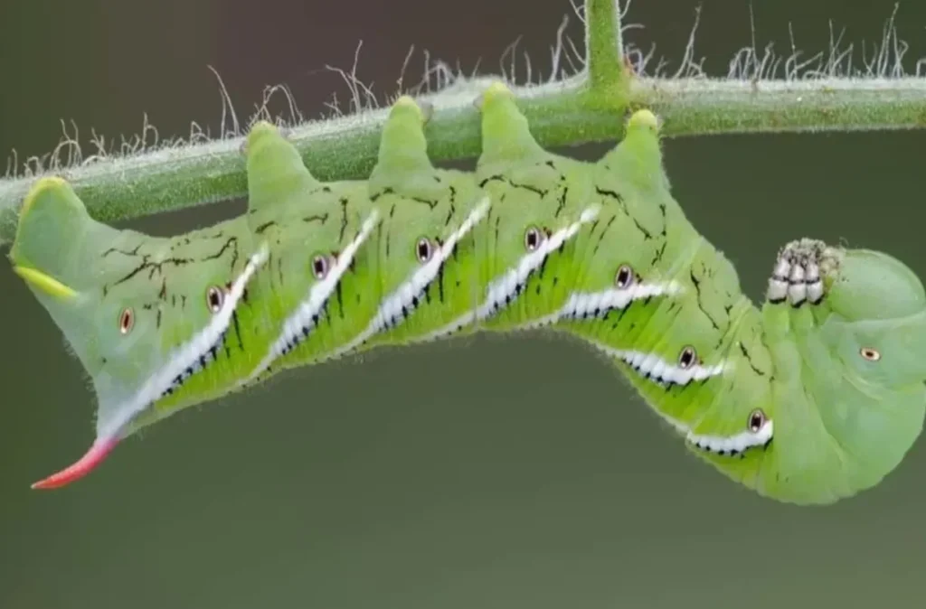 Tomato Worm Life Cycle Complete Guide to Growth, Survival, and Ecosystem Role