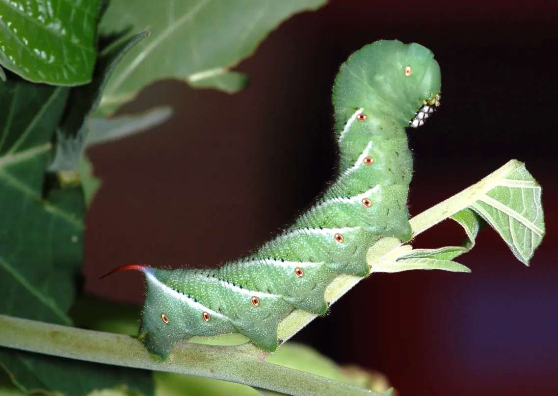 Tomato Worm Life Cycle Complete Guide to Growth, Survival, and Ecosystem Role