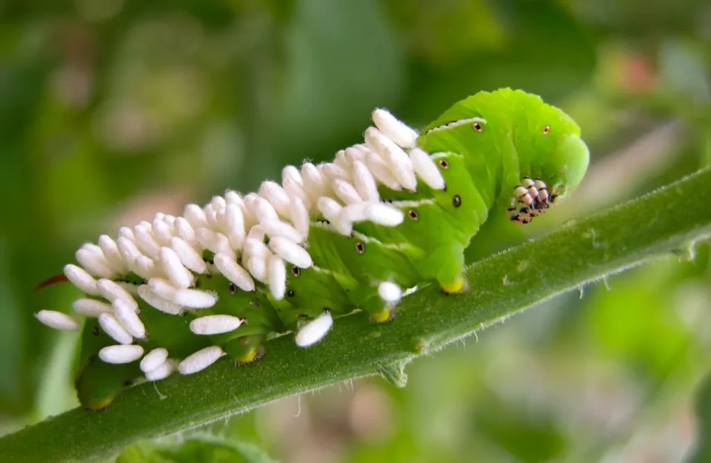 Tomato Worm Life Cycle Complete Guide to Growth, Survival, and Ecosystem Role