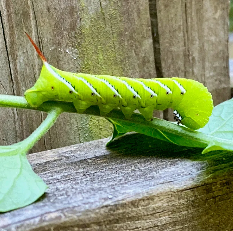 Tomato Worm Life Cycle Complete Guide to Growth, Survival, and Ecosystem Role