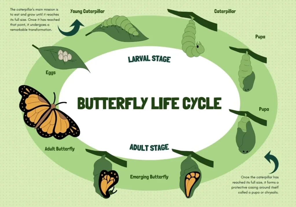 Butterfly Life Cycle for Kids A Magical Journey from Tiny Egg to Beautiful Wings