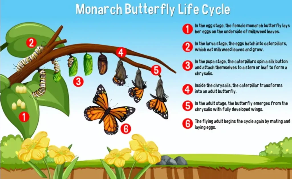 Butterfly Life Cycle for Kids A Magical Journey from Tiny Egg to Beautiful Wings