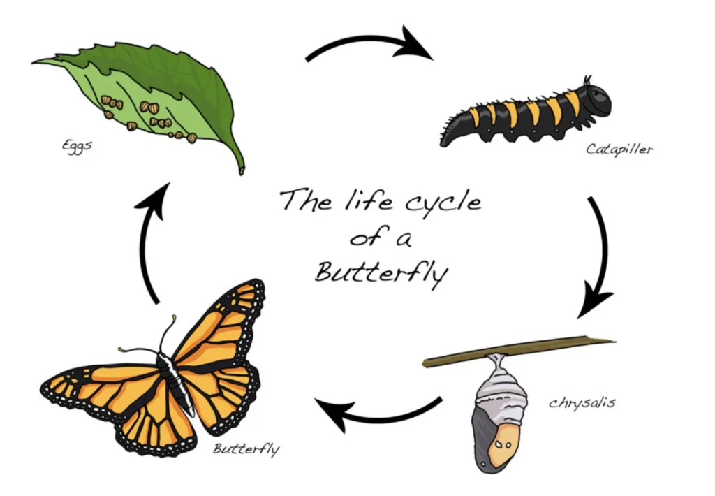 Butterfly Life Cycle for Kids A Magical Journey from Tiny Egg to Beautiful Wings