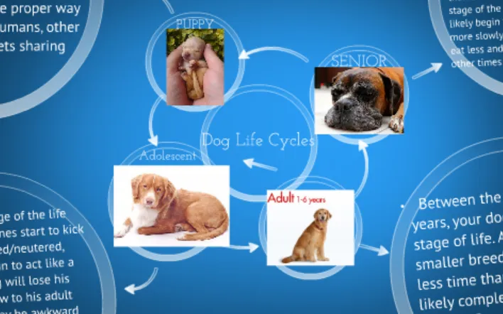Complete Life Cycle for Dogs Growth Stages, Survival, Nutrition & Essential Care Guide