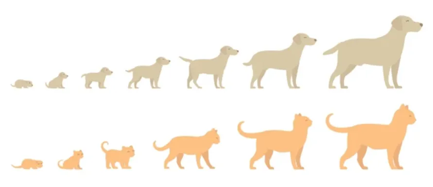 Complete Life Cycle for Dogs Growth Stages, Survival, Nutrition & Essential Care Guide