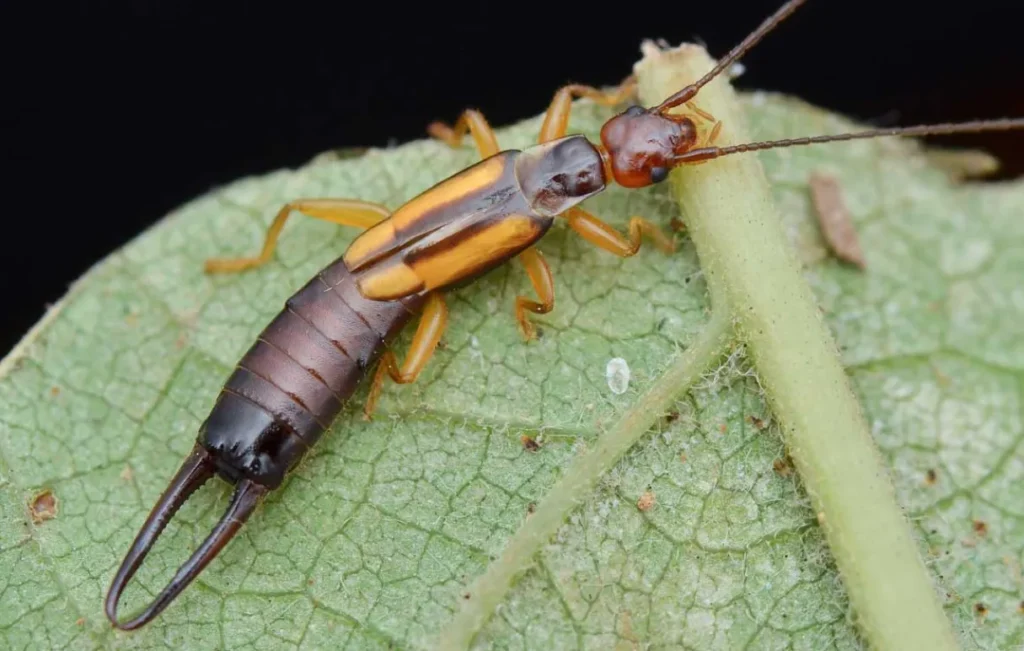 Earwig Life Cycle Explained Complete Guide to Growth, Behaviour, Survival & Natural Control