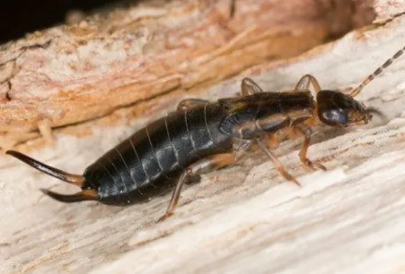 Earwig Life Cycle Explained Complete Guide to Growth, Behaviour, Survival & Natural Control