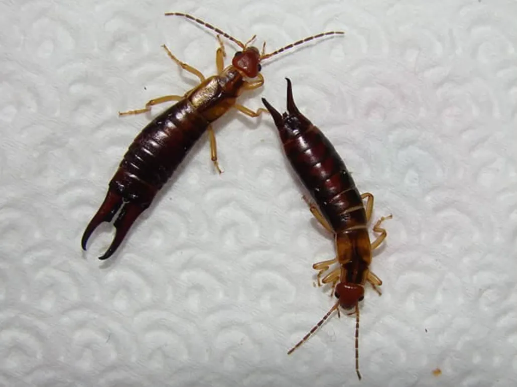 Earwig Life Cycle Explained Complete Guide to Growth, Behaviour, Survival & Natural Control