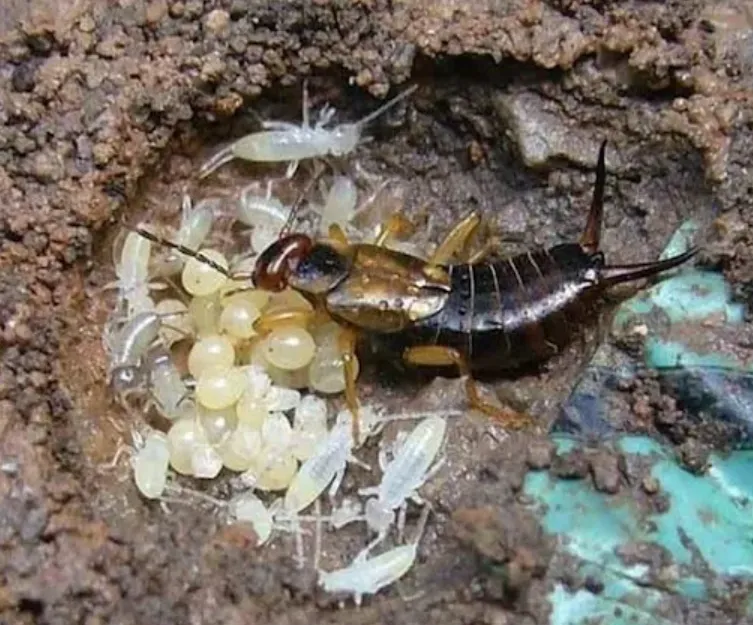 Earwig Life Cycle Explained Complete Guide to Growth, Behaviour, Survival & Natural Control