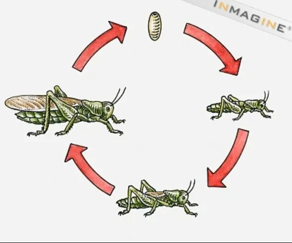 Grasshopper Insect Life Cycle