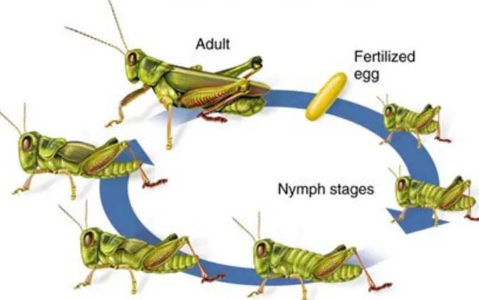 Grasshopper Insect Life Cycle