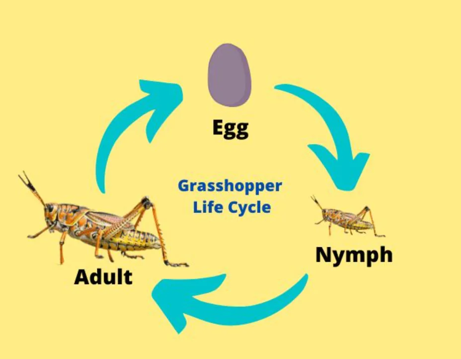 Grasshopper Insect Life Cycle Explained: Complete Guide from Egg to Adult (With Survival Secrets)