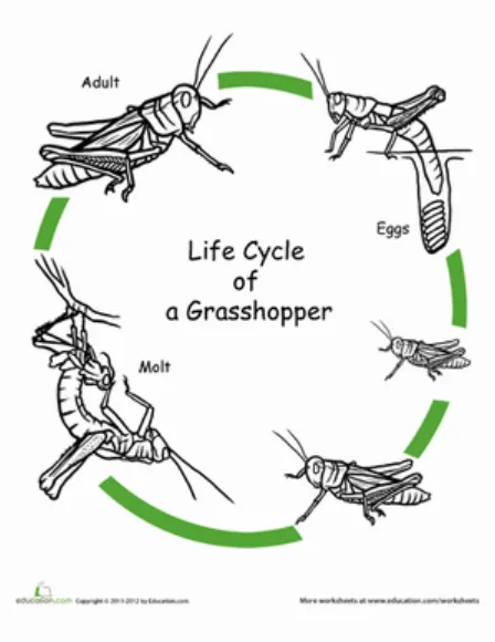 Grasshopper Insect Life Cycle