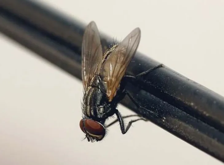 House Fly Life Cycle