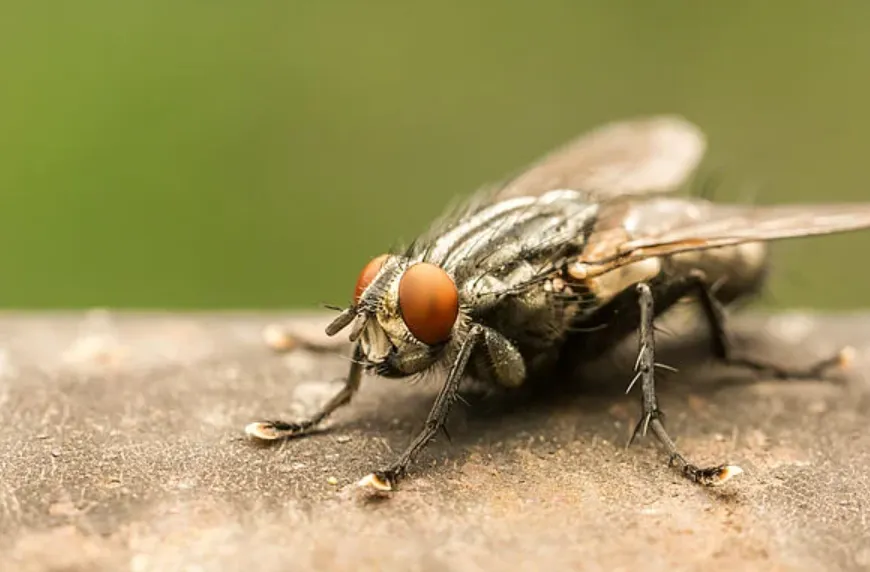 House Fly Life Cycle