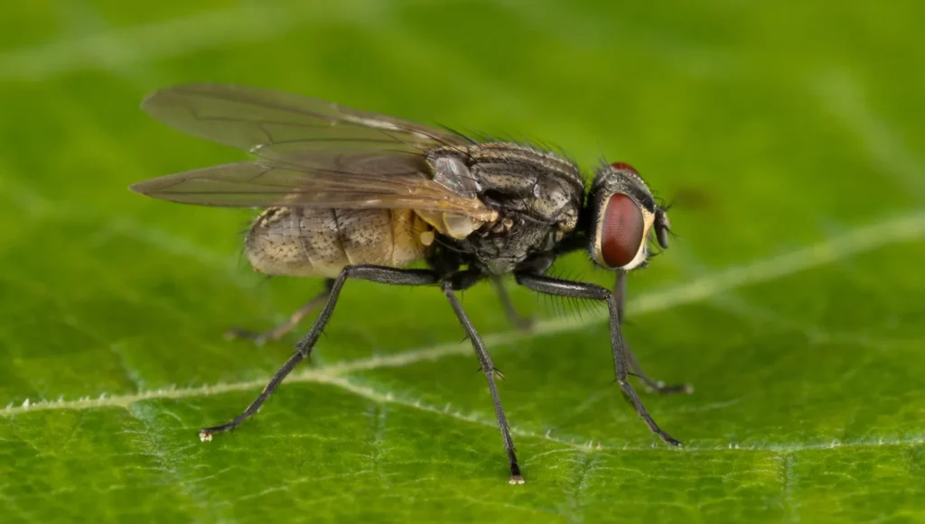 House Fly Life Cycle