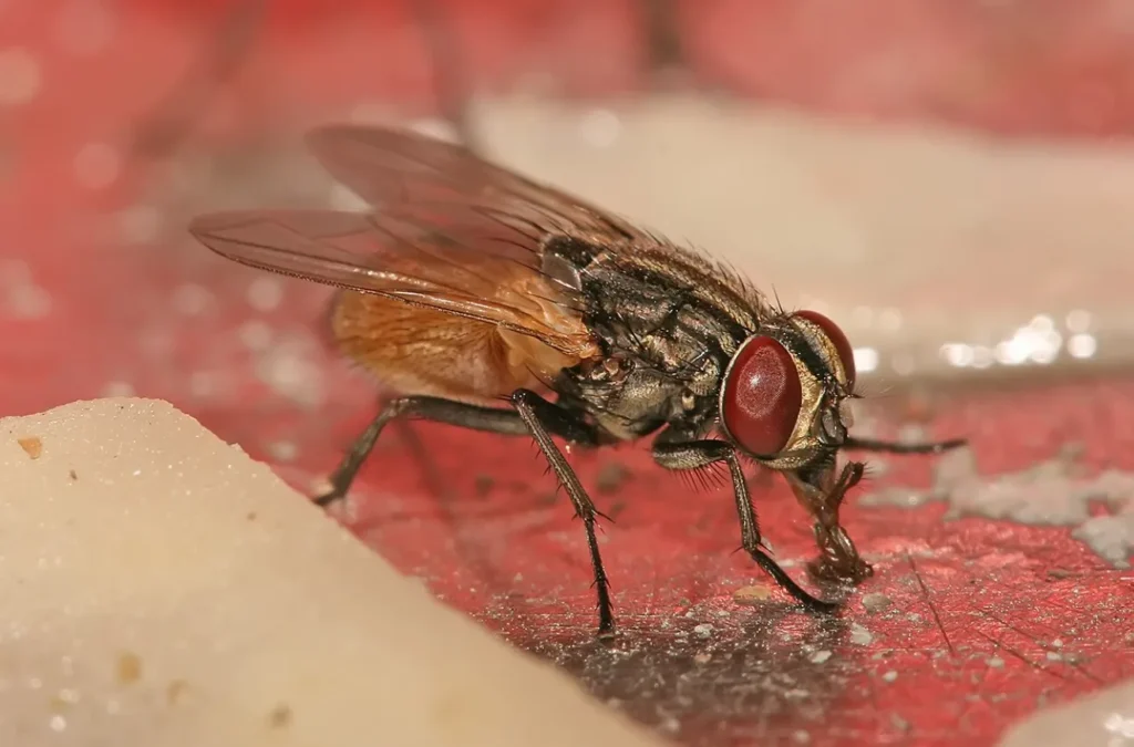 House Fly Life Cycle