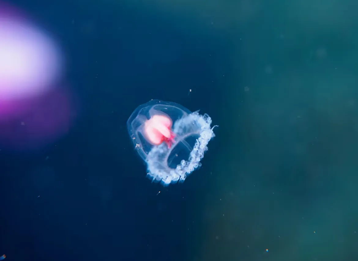 Immortal Jellyfish Life Cycle Explained: The Fascinating Secret Behind Nature’s “Biological Immortality”