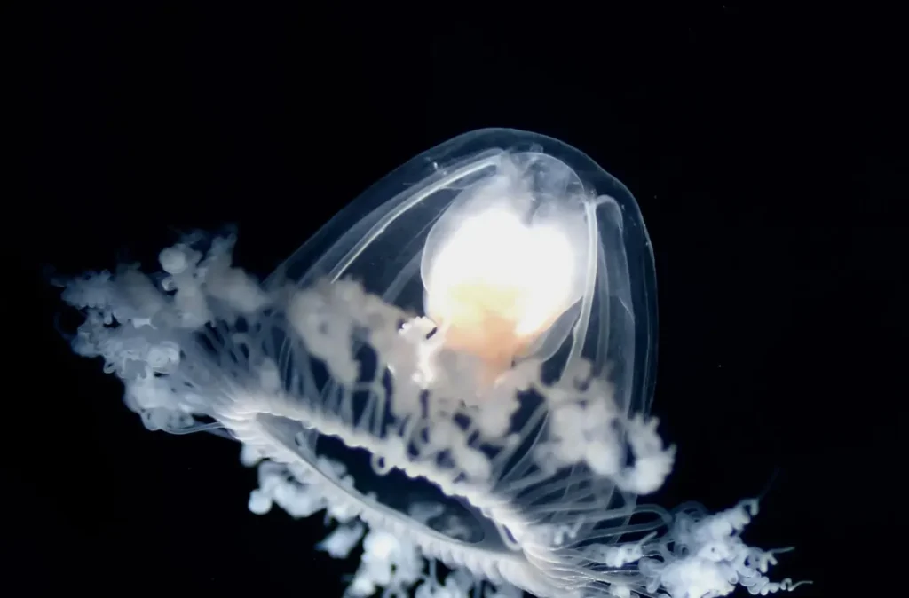 Immortal Jellyfish Life Cycle