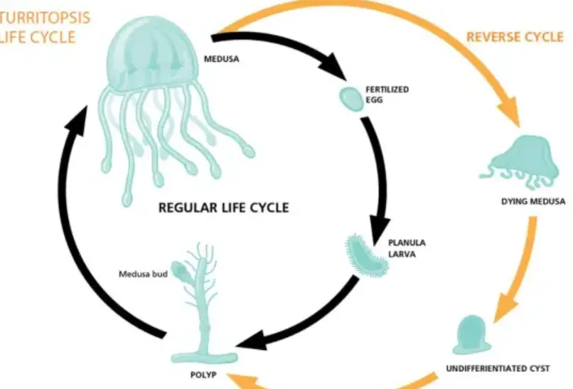 Immortal Jellyfish Life Cycle